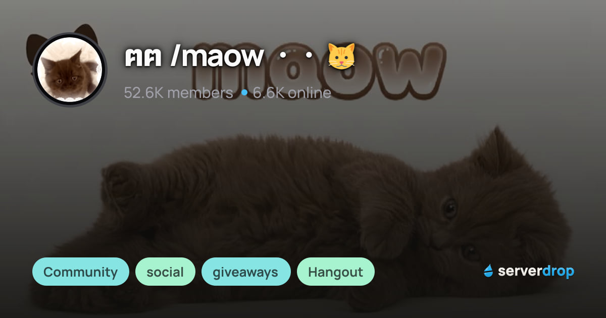 ฅᨐฅ /maow ㆍㆍ 🐱 Discord Server: Social & Giveaways Community